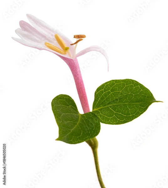 Fototapeta Pink honeysuckle  flower