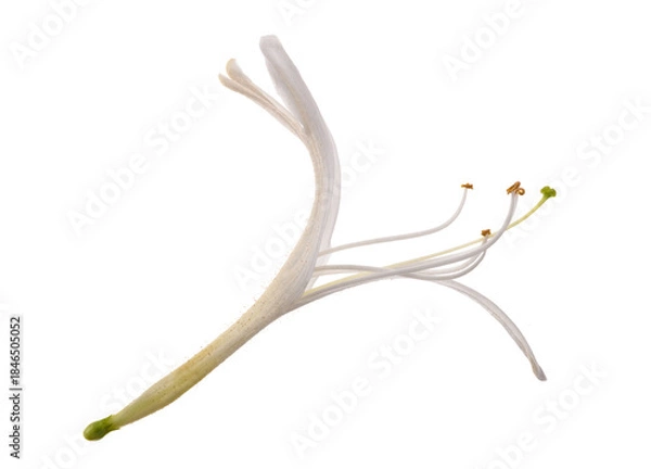 Fototapeta Honeysuckle flower