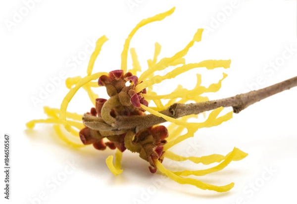 Fototapeta Witch hazel flower
