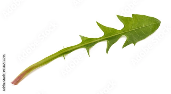 Fototapeta Dandelion leaf