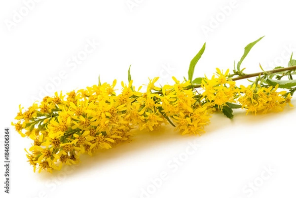 Fototapeta Solidago flowers