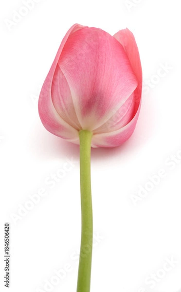 Fototapeta Pink tulip flower