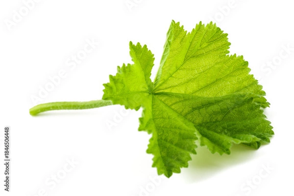 Fototapeta Green Mallow leaf