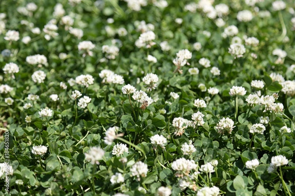 Obraz シロツメクサの背景素材