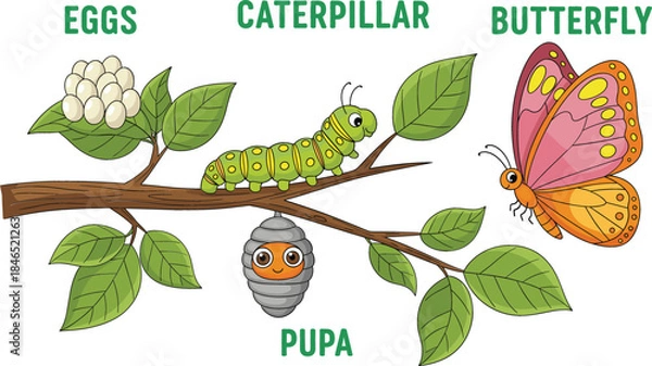 Fototapeta  Educational butterfly life cycle vector illustration featuring cute cartoon stages of eggs caterpillar pupa and butterfly on a leafy tree branch background.