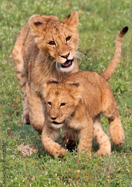 Obraz Löwe (Panthera leo) Junge Löwen beim Spielen 