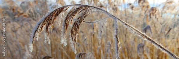 Obraz Schilf Gräser im Herbst am Wasserrand, Panorama 