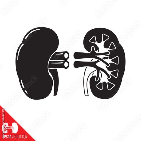 Obraz Human kidney and cross-section vector icon