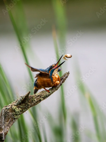 Fototapeta Kingfisher Perched on a Post Feeding on a Tadpole