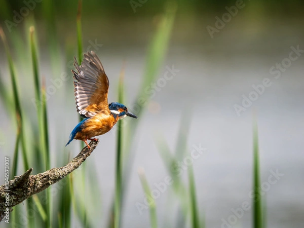 Fototapeta Kingfisher Perched on a Post