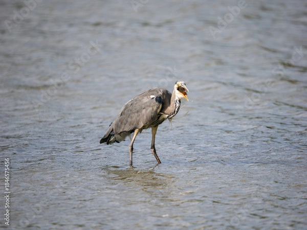 Fototapeta Grey Heron Catching a Carp Fish in a Lake