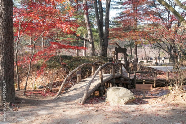 Obraz autumn in the forest