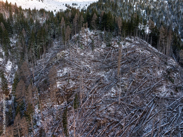 Fototapeta Deforestation and global warming. Aerial view of a mountain forest devastated by wind or storm, showing thousands of fallen trees covered in light snow during winter or early spring.
