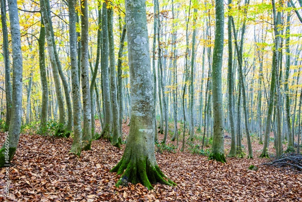 Fototapeta 秋色のブナ林