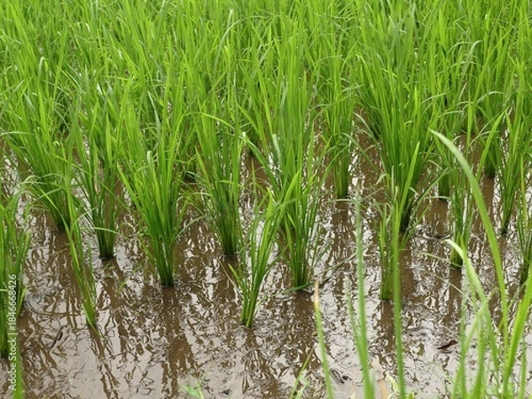 Fototapeta Close-up view of young, vibrant green rice seedlings planted in rows in a flooded paddy field, showing reflections in the muddy water.