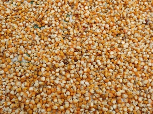 Fototapeta An overhead, full-frame view of a large, uniform spread of dried orange and white corn maize kernels, creating a rich natural texture background.