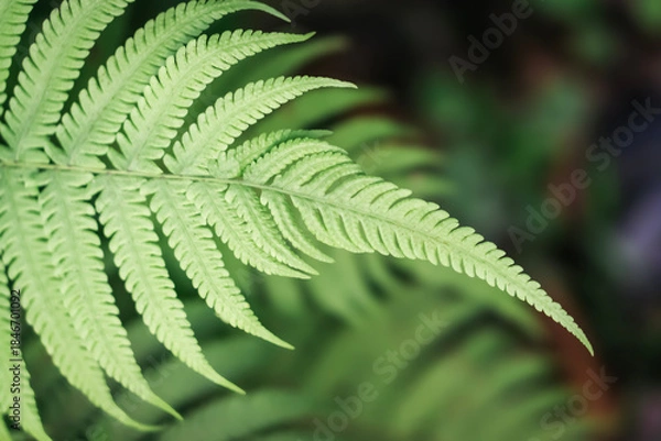 Obraz green fern leaves