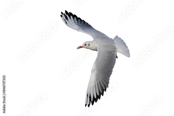 Obraz Beautiful seagull flying isolated on transparent background.	