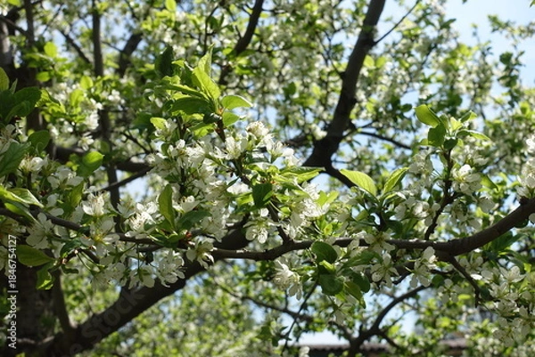 Obraz cherry tree in full bloom in May