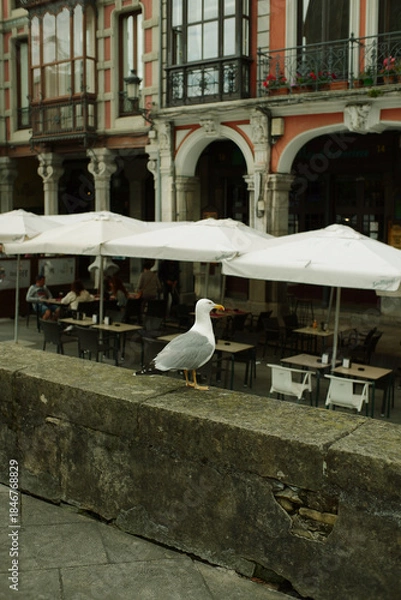 Fototapeta Seagull on a stone railing with café umbrellas and old town buildings in the background