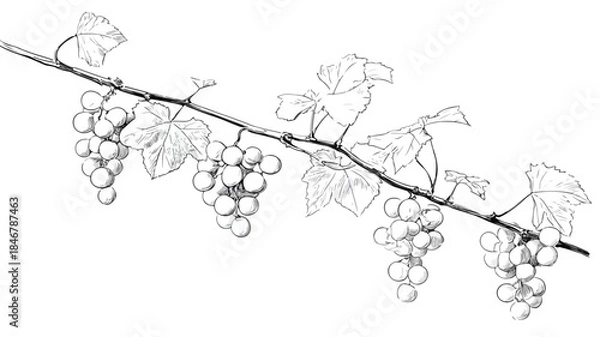 Obraz Elegant Minimalist Grapevines Illustration Vector Artwork