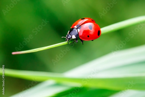 Obraz Fotografia makro Biedronka w zielonej trawie. Makro świata błędów i owadów. Natura w koncepcji wiosny.