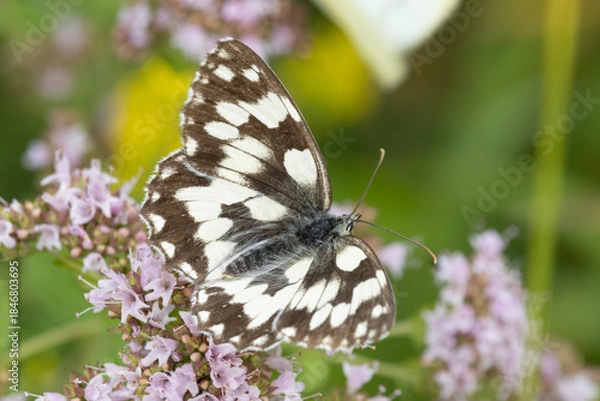 Obraz Schachbrettfalter