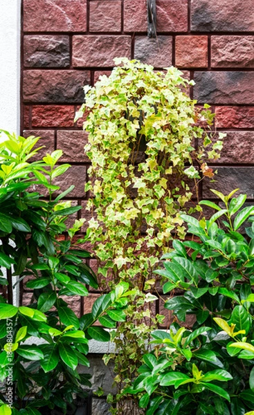 Fototapeta Decorating facade of red brick building with plants ivy, potted Prunus laurocerasus, or cherry laurel close-up, landscaped and greenery concept, gardening, botanical background