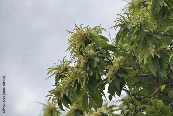 Fototapeta Japanese Chestnut Blossoms in Full Bloom