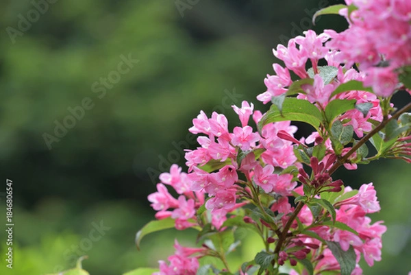 Fototapeta Pink flowers of the Weigela hortensis