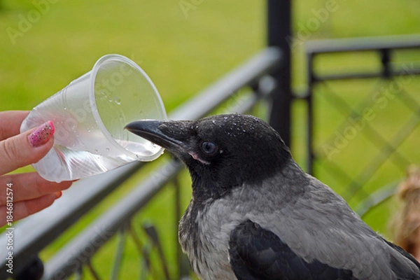 Obraz gray crow quenches thirst from a plastic disposable cup. thirsty bird in the summer heat drinks water