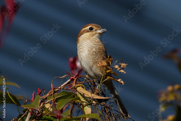 Obraz 木の上に居座るモズの雌
