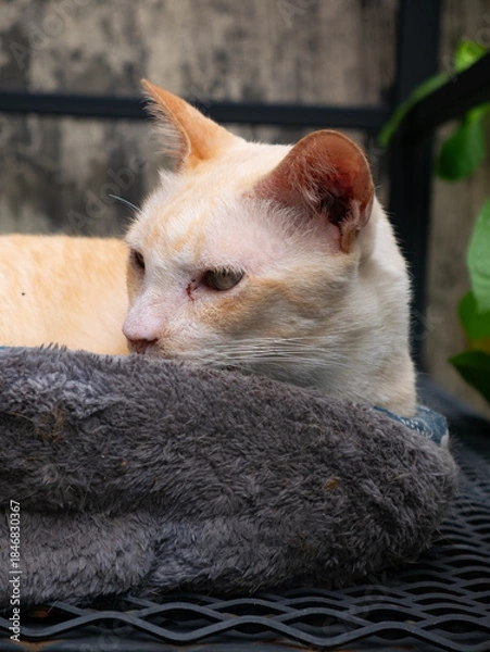 Obraz Orange Cat Side Profile: Beautiful Ginger Feline with Pink Nose Looking Away Resting on Gray Towel