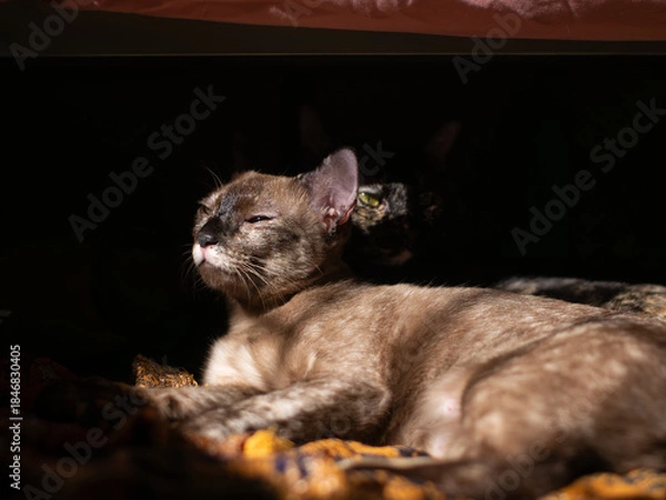 Obraz Brown cat squinting eyes while sunbathing in dramatic light with tortoiseshell friend lurking in the shadow behind, 