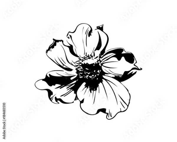 Fototapeta Hand drawn delicate anemone flower calligraphy style