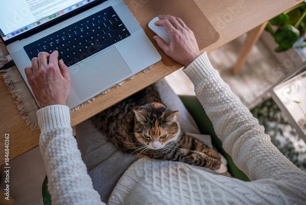 Fototapeta Lazy calico cat relaxes peacefully on owner lap while man working on laptop at home. Fluffy kitty rest on man knees enjoy calm warmth on favorite place. Bonding pet and human. Cute domestic animal.