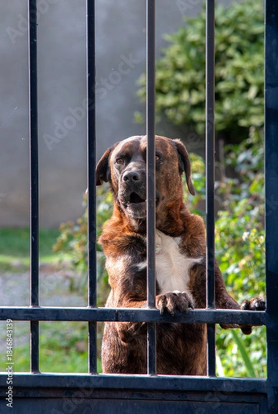 Obraz Chien de Garde