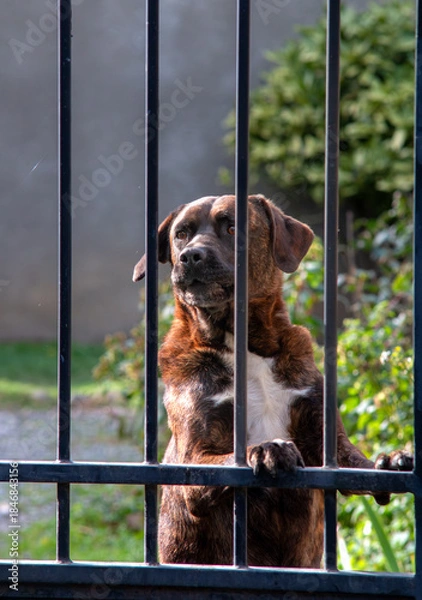 Obraz Chien de Garde