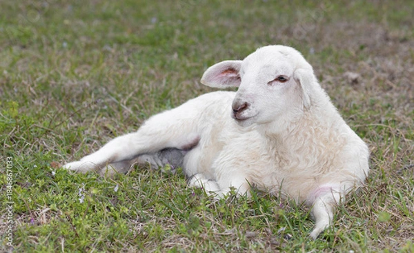 Obraz White lamb on the grass