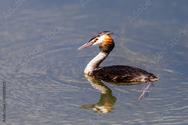 Obraz Haubentaucher 20