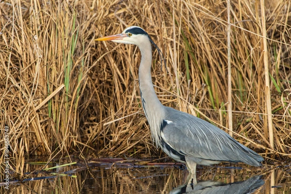 Fototapeta Graureiher 103