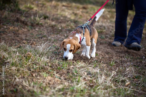 Fototapeta Walking the dog