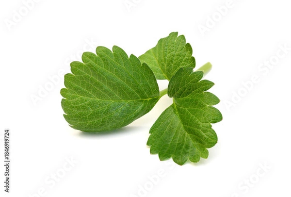 Obraz Leafs strawberry isolated on white, macro image 
