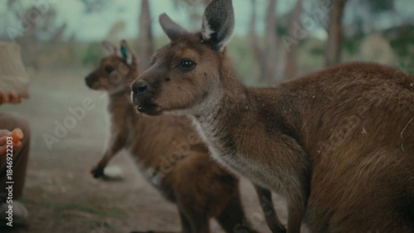 Obraz Wallabies interact in a lush environment, showcasing their natural behavior.