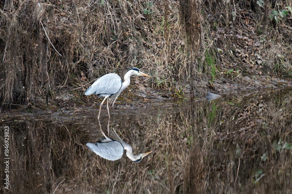 Obraz a grey heron stands