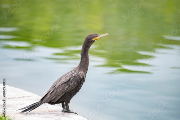 Fototapeta neotropic cormorant