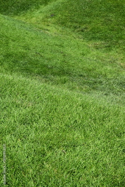 Obraz green grass background