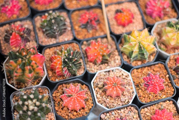 Fototapeta Closeup to cactus Gymnocalycium varigated
