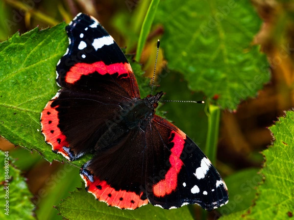Fototapeta A vibrant Red Admiral butterfly rests delicately on a lush green leaf.