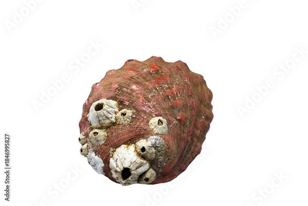 Obraz Coquille  d'un ormeau